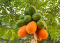 5 proven health benefits of papaya