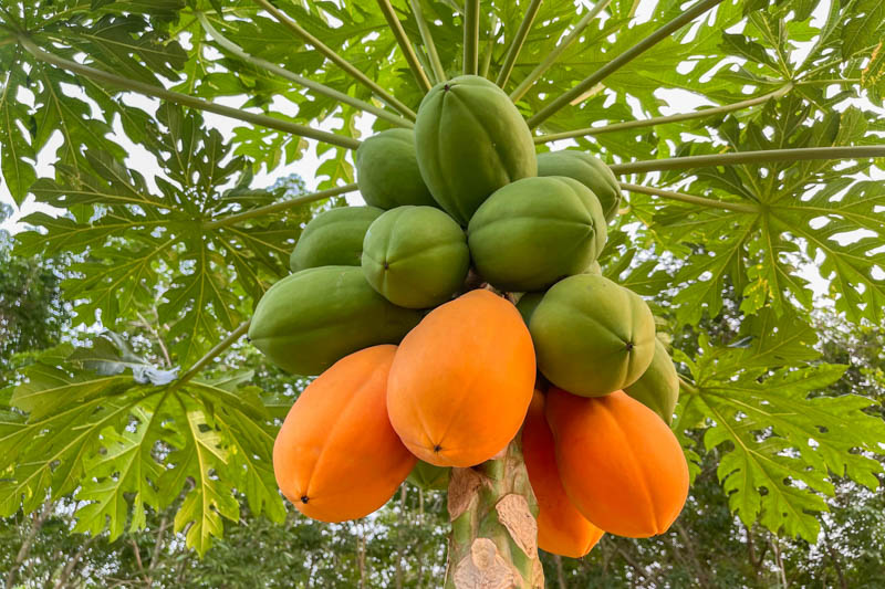 5 proven health benefits of papaya 5 proven health benefits of papaya
