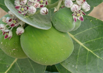 Simple 8 proven Health Benefits of Sodom Apple