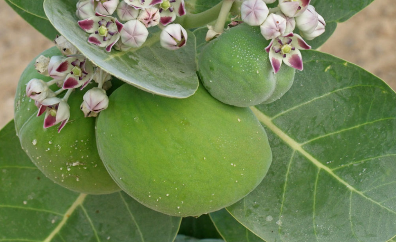 Simple 8 proven Health Benefits of Sodom Apple